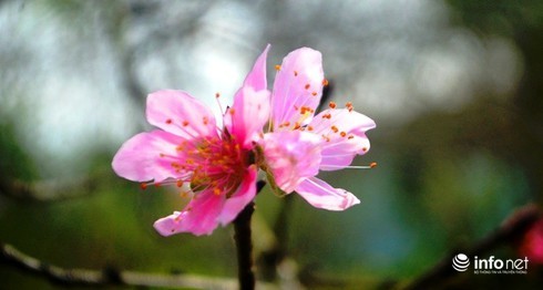 Lang trong dao khap ca nuoc hoi ha, tat bat vao vu Tet-Hinh-9