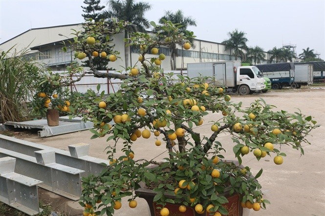 Dao, quat xua roi, chanh dao, chanh vang bonsai co 1-0-2 choi Tet doc la-Hinh-5