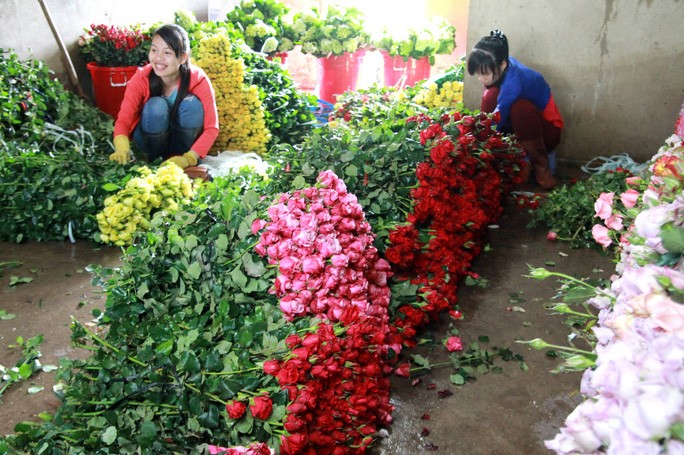 Lan dau tien hoa hong Da Lat rot gia manh truoc le Tinh nhan