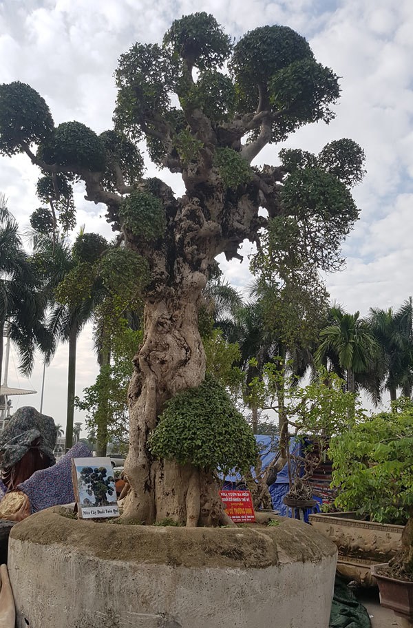 Goc cay thoi xua bo di, nay dat hon vang, dai gia bo tien khong mua duoc-Hinh-10