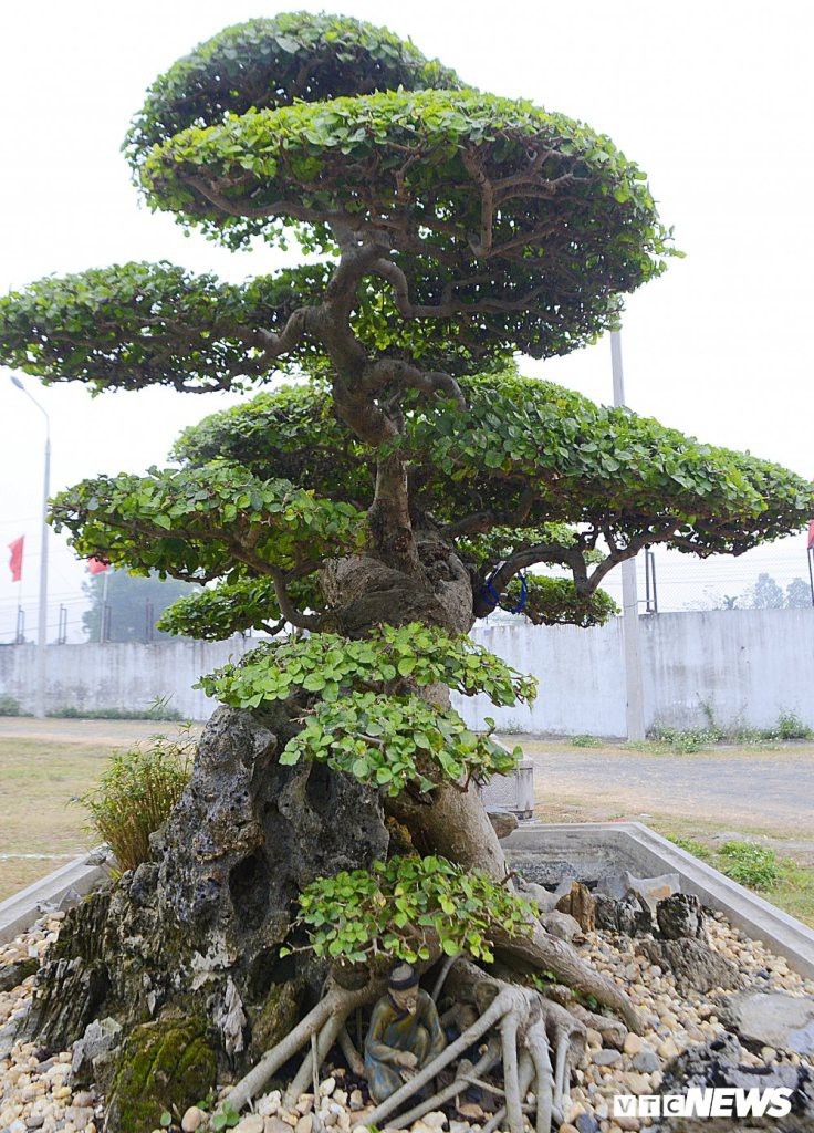 Goc cay thoi xua bo di, nay dat hon vang, dai gia bo tien khong mua duoc-Hinh-7