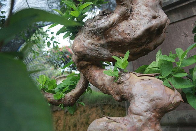 Dai gia Viet me man oi bonsai doc nhat vo nhi gia tien ty-Hinh-13