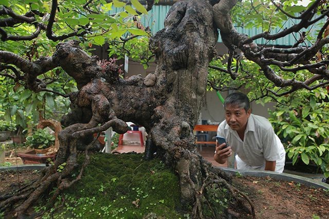 Dai gia Viet “doc tien ty” choi bonsai khe, coi nhu 