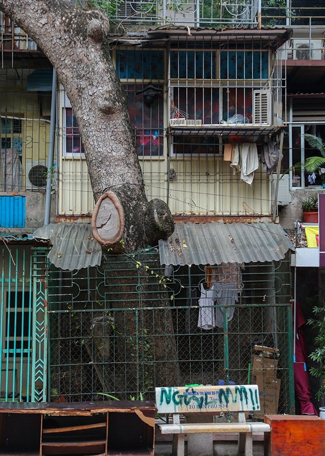 Doc dao nhung ngoi nha cay moc “xuyen mai” o Ha Noi-Hinh-5