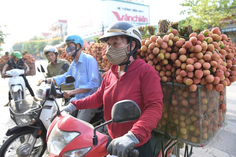 Ve “thu phu vai thieu” xem nguoi dan chong den thu hoach tu sang som-Hinh-12