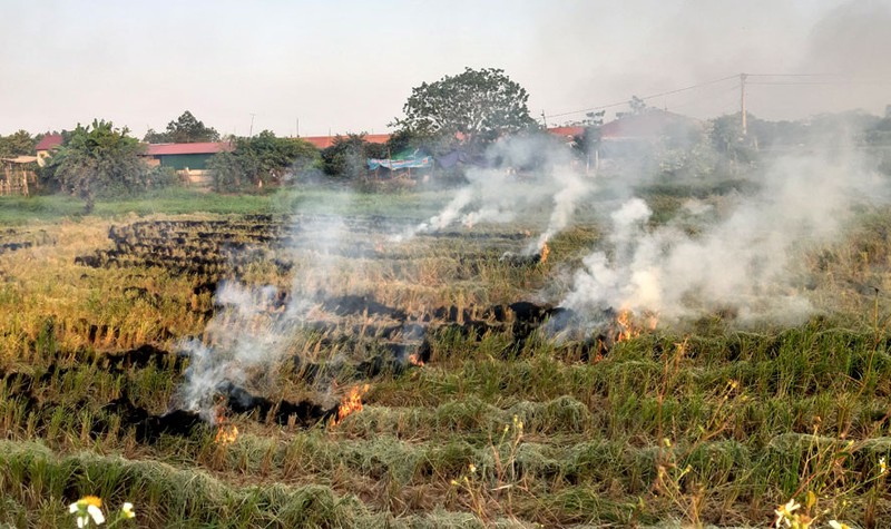 Nga ngua cong dung cua rom kho, vo trau 