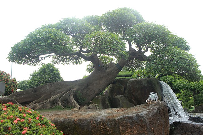 Xem dai gia Viet “vung tien” choi cay sung ngang gia ca sieu xe-Hinh-3