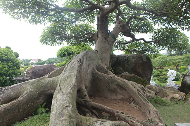 Xem dai gia Viet “vung tien” choi cay sung ngang gia ca sieu xe-Hinh-4