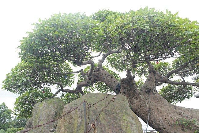 Xem dai gia Viet “vung tien” choi cay sung ngang gia ca sieu xe-Hinh-5