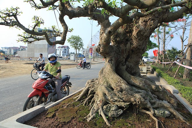 Xem dai gia Viet “vung tien” choi cay sung ngang gia ca sieu xe-Hinh-8