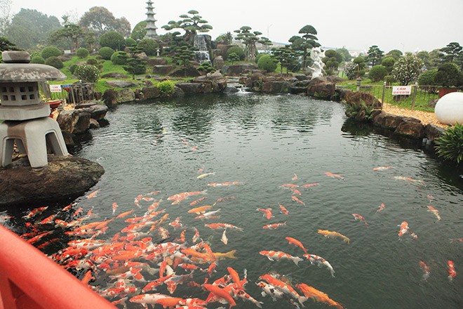 Ca Koi tram trieu bi trom an thit: Nha giau Viet do tien tau, nuoi the nao?-Hinh-10