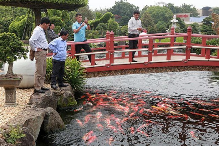 Ca Koi tram trieu bi trom an thit: Nha giau Viet do tien tau, nuoi the nao?-Hinh-12