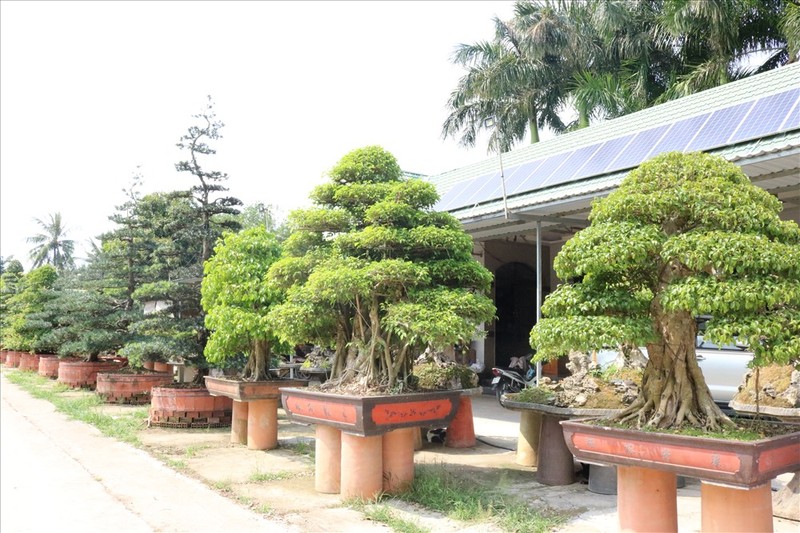 Muc so thi nhung khu vuon bonsai tien ty, dai gia quy hon vang-Hinh-5