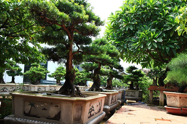 Muc so thi nhung khu vuon bonsai tien ty, dai gia quy hon vang