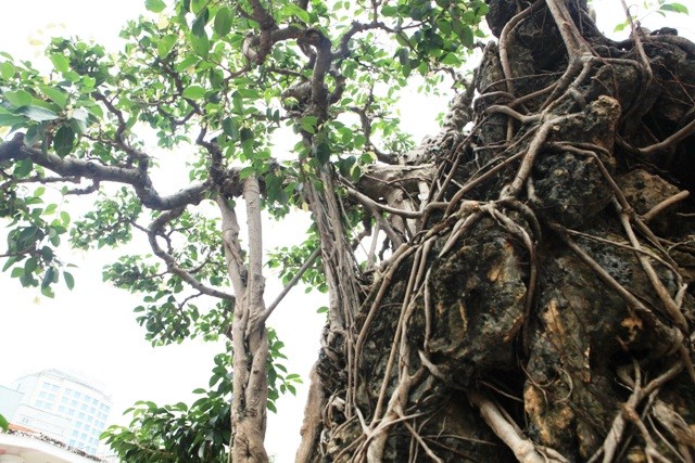 Dan cay canh trieu do, dai gia ban ca biet thu cung kho mua-Hinh-8