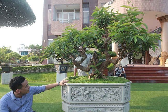 Bonsai oi “Te tuong Luu gu” chu nhan quy hon vang-Hinh-2