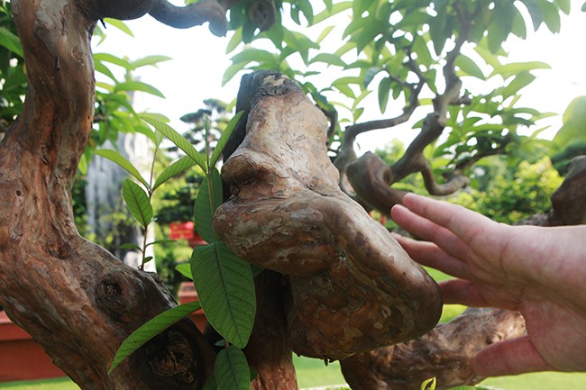 Bonsai oi “Te tuong Luu gu” chu nhan quy hon vang-Hinh-4