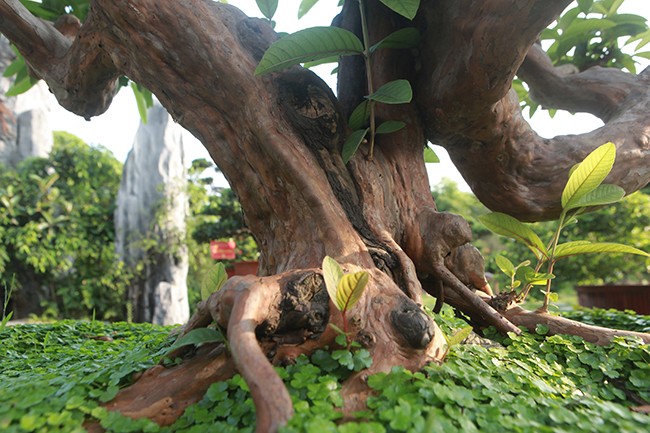 Bonsai oi “Te tuong Luu gu” chu nhan quy hon vang-Hinh-8