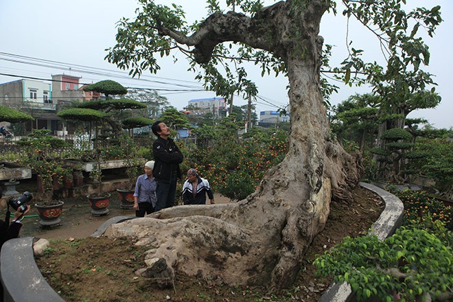 Loat bonsai dang quai, gia ca ty dong khien dai gia me met-Hinh-9