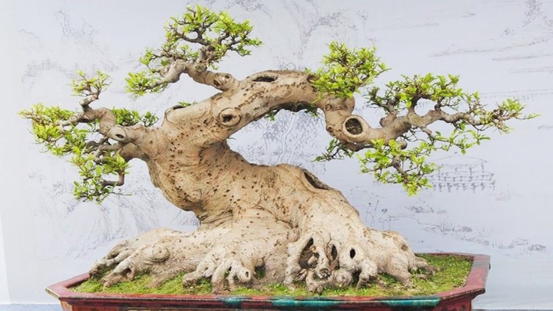 Loat bonsai dang quai, gia ca ty dong khien dai gia me met