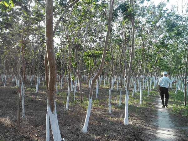 Nguoi Viet “ham” trong cay sua chi phi beo, thu nhap sieu khung-Hinh-11