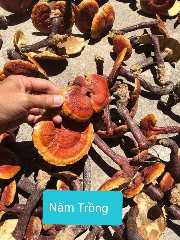 Nam lim xanh: cach tranh dinh qua lua-Hinh-4