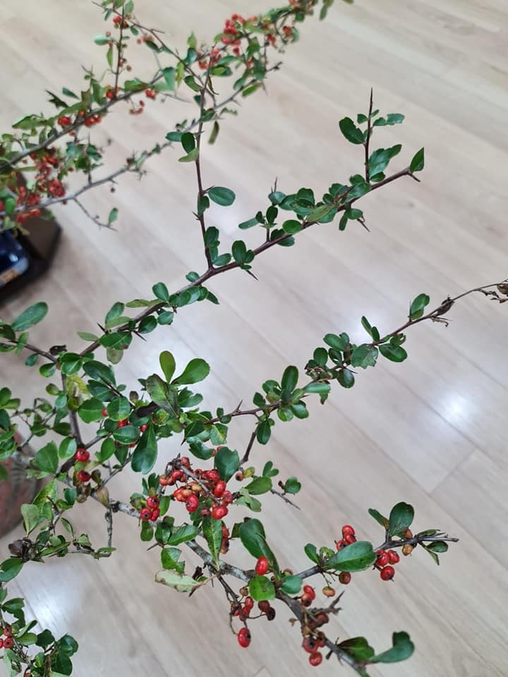 Canh cherry rung moc hoang vung bong sot cho mang thu do-Hinh-6