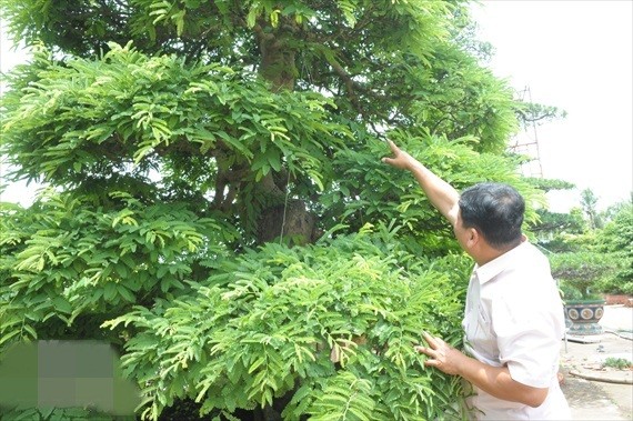 Nga ngua gia nhung cay canh “khung” nhat Viet Nam-Hinh-3