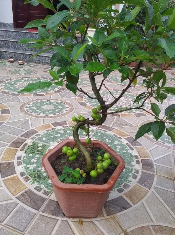 Thich mat loat bonsai sung chi chit qua hut khach can Tet-Hinh-2