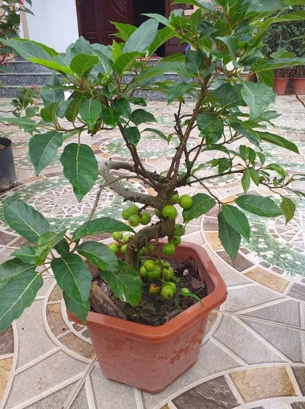Thich mat loat bonsai sung chi chit qua hut khach can Tet-Hinh-3