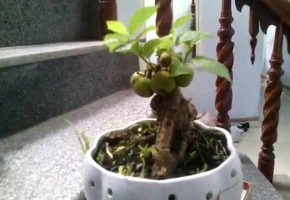 Thich mat loat bonsai sung chi chit qua hut khach can Tet-Hinh-7