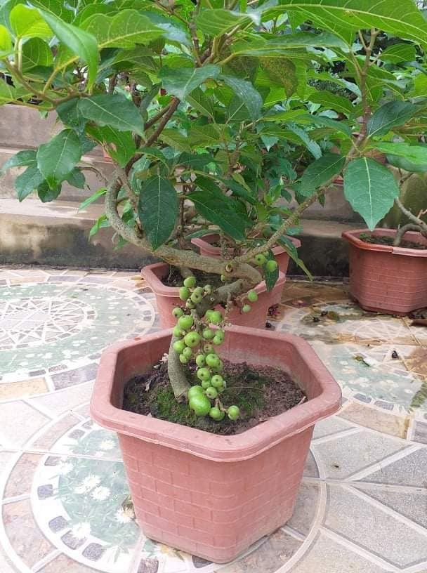 Thich mat loat bonsai sung chi chit qua hut khach can Tet