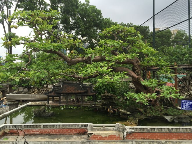 Bonsai oi dang “ky quai” khien dai gia me man-Hinh-10