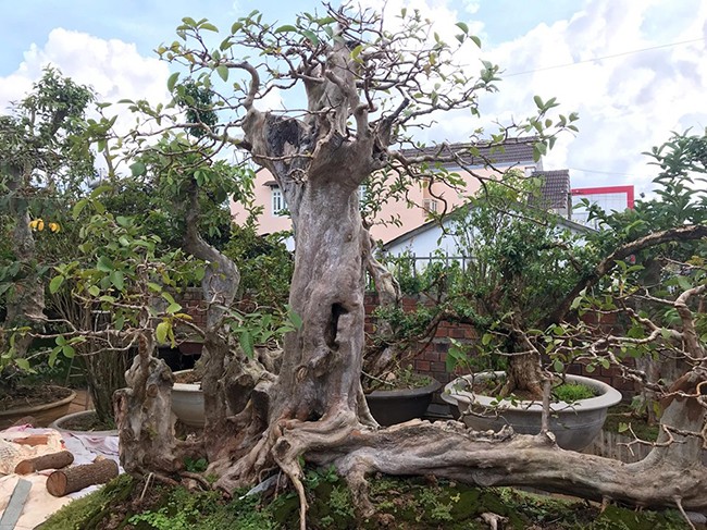 Bonsai oi dang “ky quai” khien dai gia me man-Hinh-4