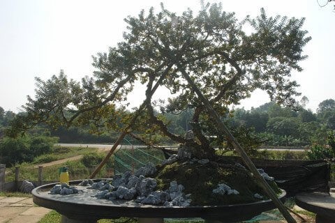 Bonsai oi dang “ky quai” khien dai gia me man-Hinh-6