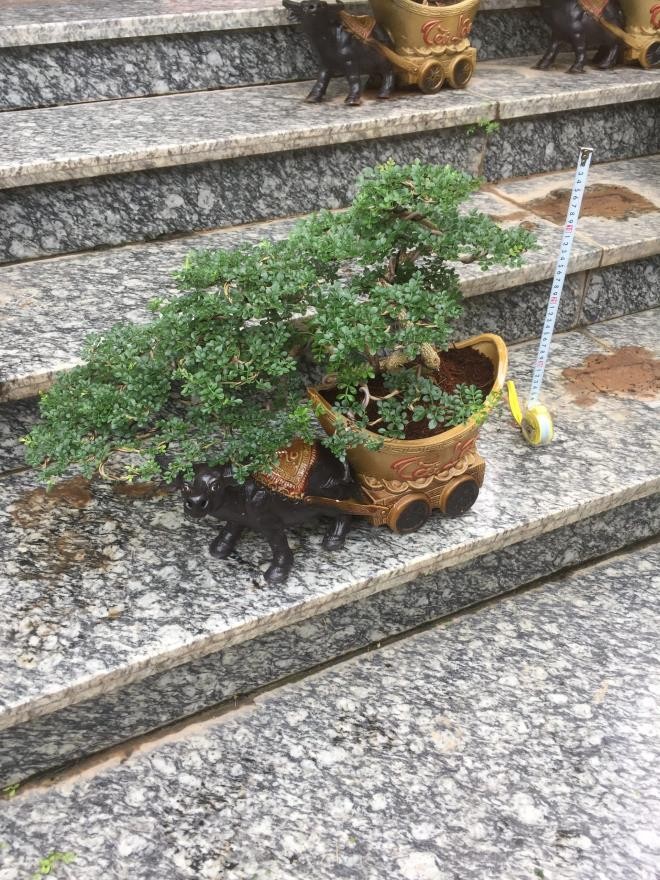 Man nhan loat bonsai hinh trau choi Tet 2021-Hinh-5