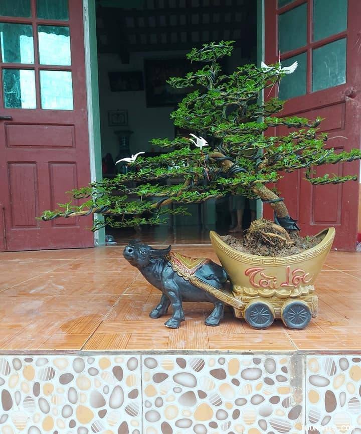 Man nhan loat bonsai hinh trau choi Tet 2021-Hinh-6
