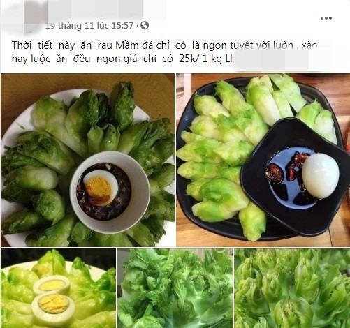 Su that ve loai rau mam da Sa Pa chi 20.000 dong/kg