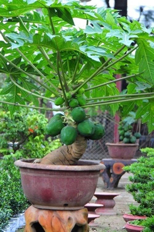 Man nhan du du bonsai chi chit qua, dai gia lung mua choi Tet-Hinh-10
