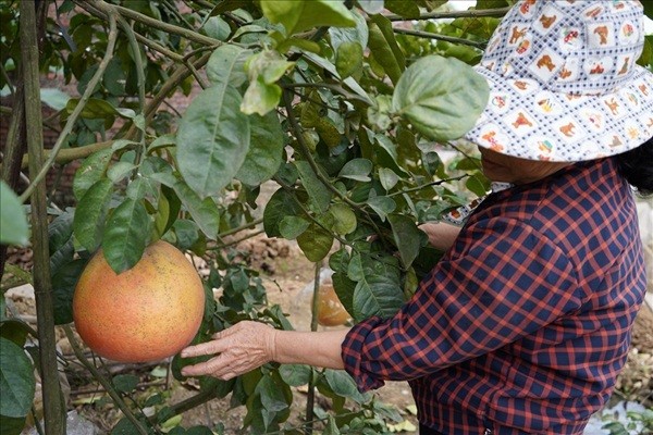 Buoi khong lo tien trieu khach lung mua dip Tet co gi dac biet?-Hinh-6