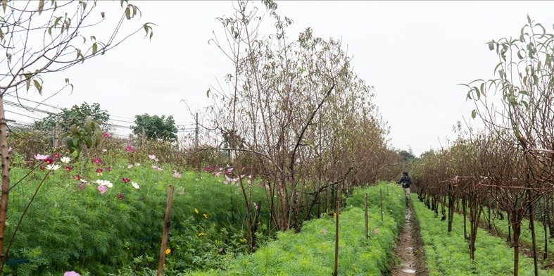 Lang nghe truyen thong o Ha Noi hoi ha vao vu Tet-Hinh-2