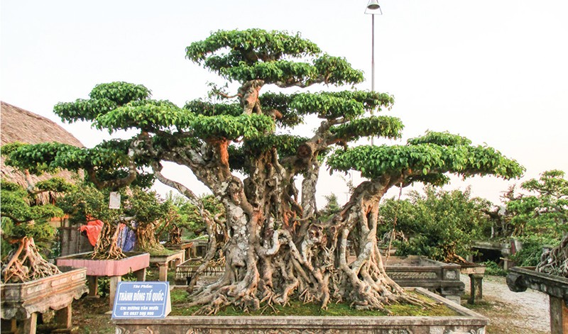 Bo suu tap cay canh tien ty sanh ngang “bau vat” khien bao nguoi tram tro-Hinh-11