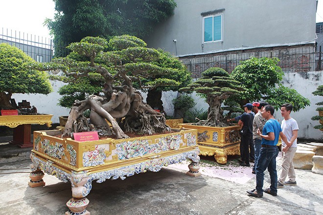 Bo suu tap cay canh tien ty sanh ngang “bau vat” khien bao nguoi tram tro-Hinh-3