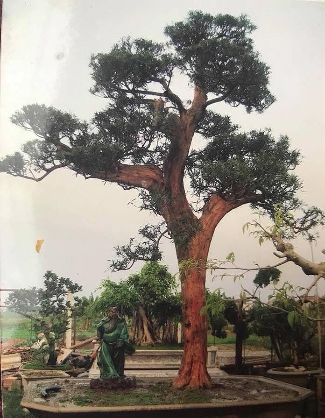 Bo suu tap cay canh tien ty sanh ngang “bau vat” khien bao nguoi tram tro-Hinh-7