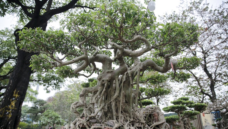 Dan bonsai the la xuong pho “thach thuc” dai gia Ha Noi-Hinh-10