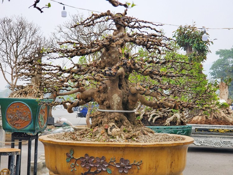 Dan bonsai the la xuong pho “thach thuc” dai gia Ha Noi-Hinh-3