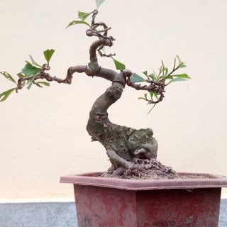 Bonsai ti hon quat, sung, dao...gia mem, hut khach dip Tet-Hinh-5