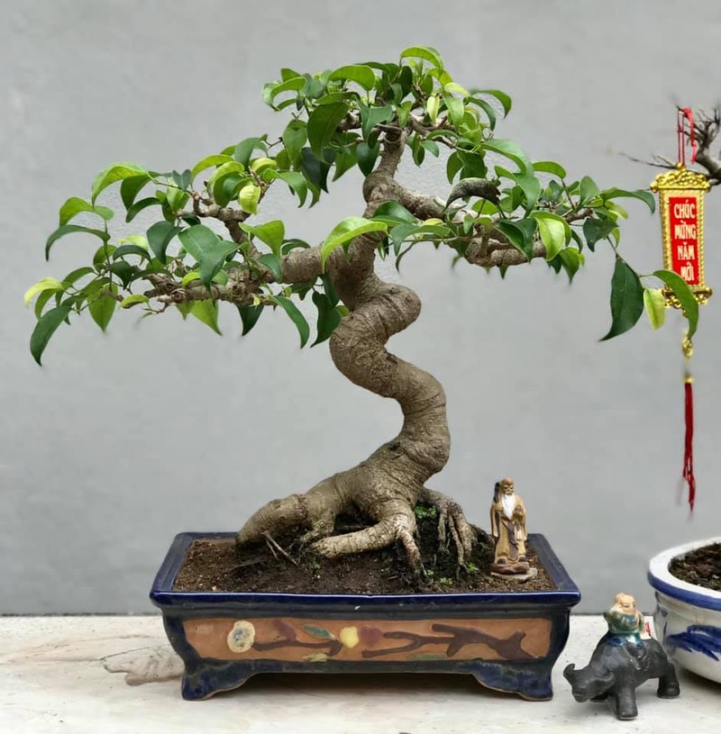 Bonsai ti hon quat, sung, dao...gia mem, hut khach dip Tet-Hinh-7