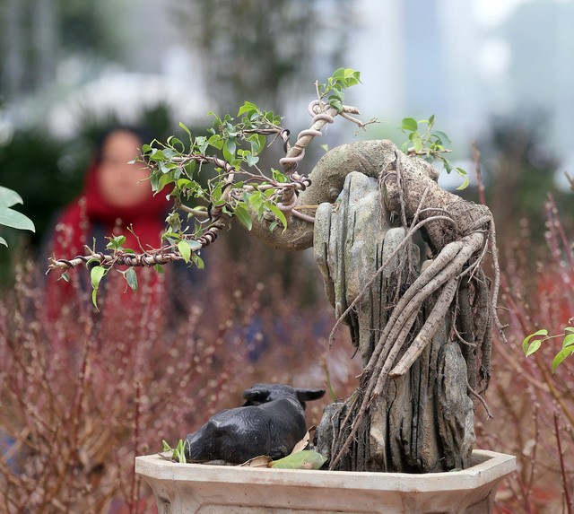 Bonsai ti hon quat, sung, dao...gia mem, hut khach dip Tet-Hinh-8