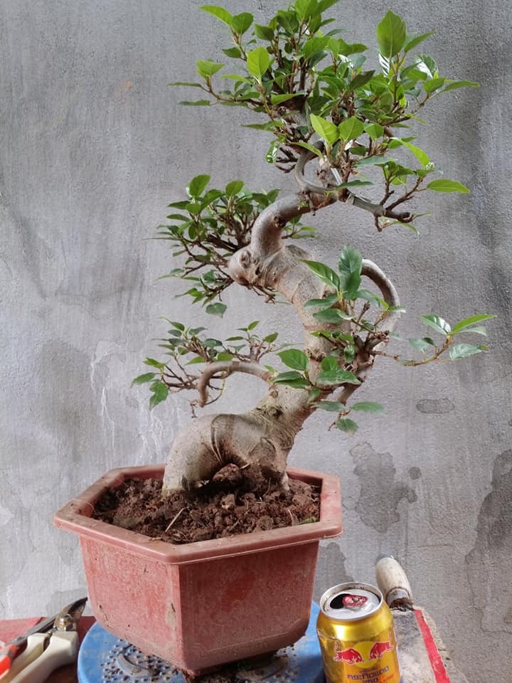 Bonsai ti hon quat, sung, dao...gia mem, hut khach dip Tet-Hinh-9